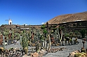 Kanary_2010 213